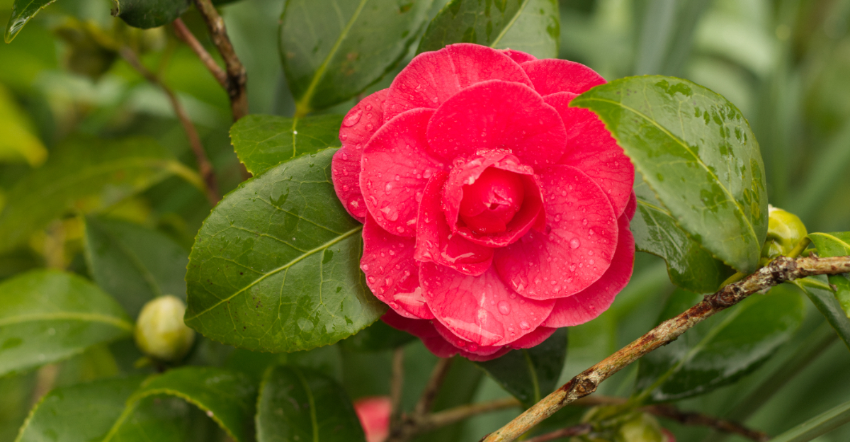 camelia