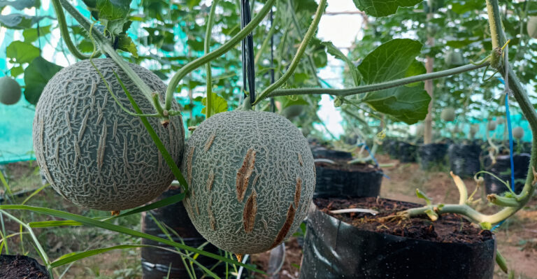 cantaloupe cracking