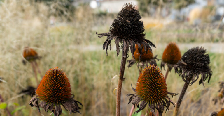 The One Thing North Carolina Coneflowers Need In August Or They’ll Stop Reseeding Themselves