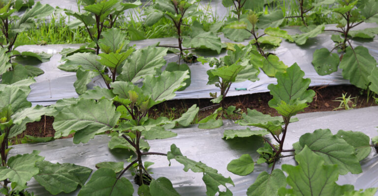 eggplants