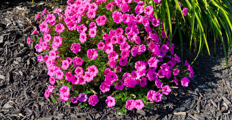 mulch flower bed