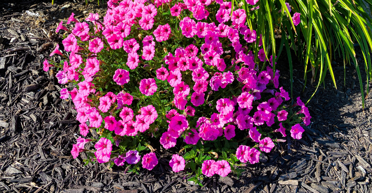 mulch flower bed