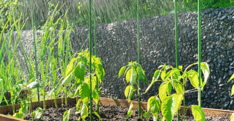rainfall on garden
