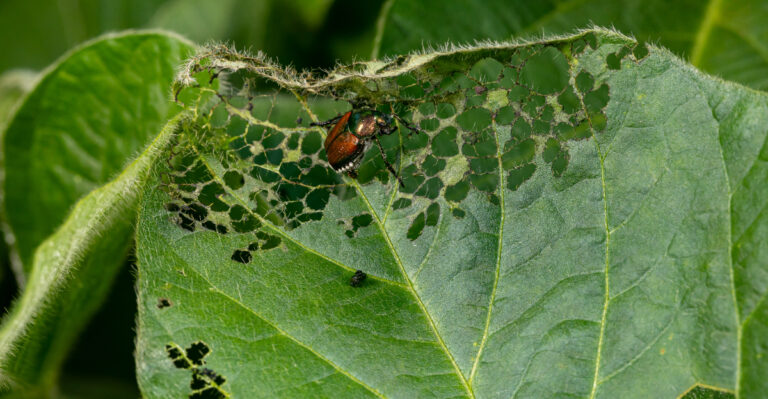 japanese beetle damage