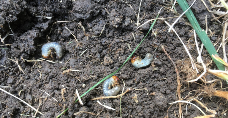 grubs