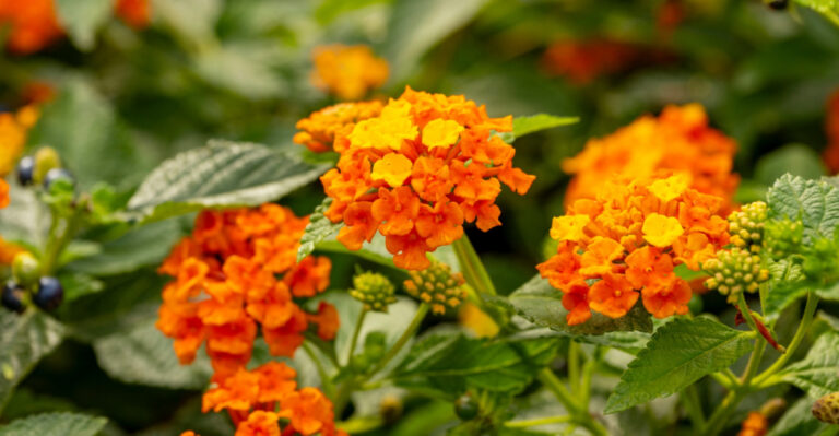 The One Thing North Carolina Gardeners Should Do To Lantana After The First Big Summer Bloom
