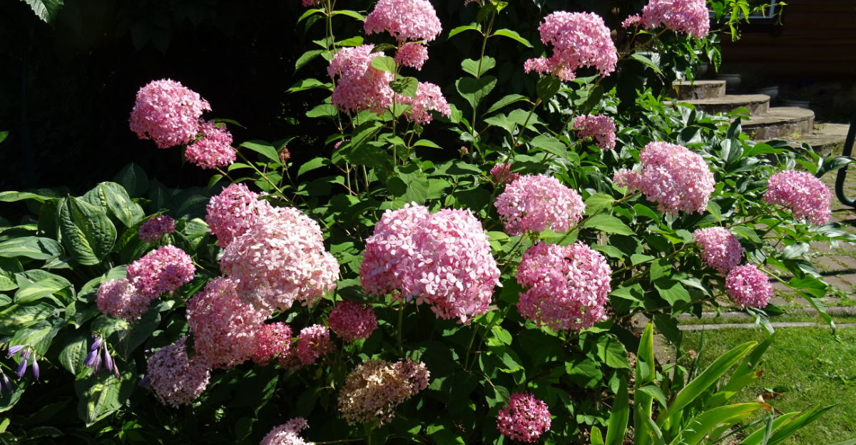 hydrangeas