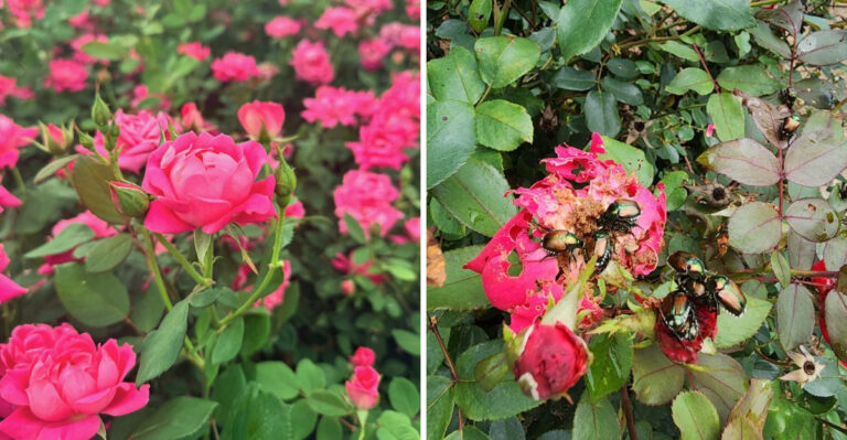 The One Thing North Carolina Knockout Roses Need In July Or Japanese Beetles Will Strip Them Bare In Days