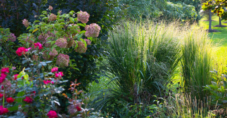 ornamental grass in flower bed