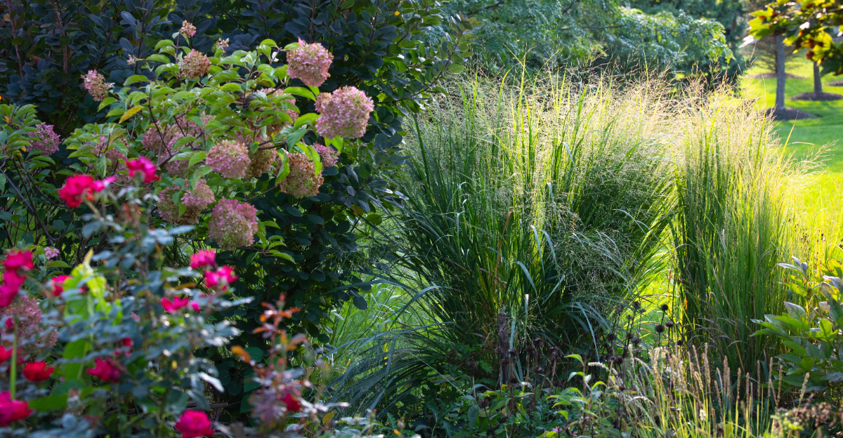 ornamental grass in flower bed