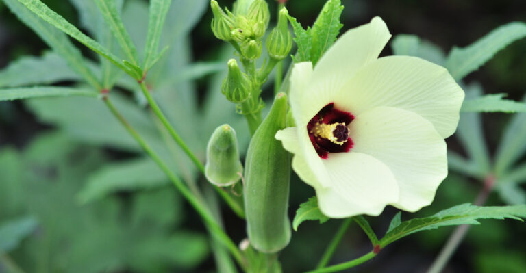 okra plant