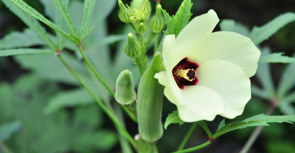 okra plant