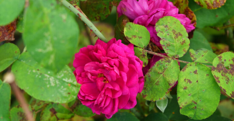 black spot on roses