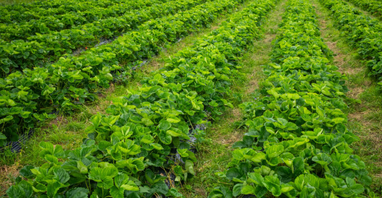 The One Thing North Carolina Strawberry Plants Need In August Or Next Year’s Crop Will Be Smaller