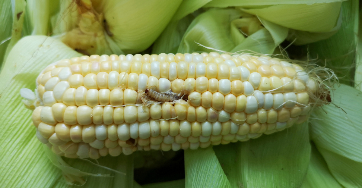 earworm corn