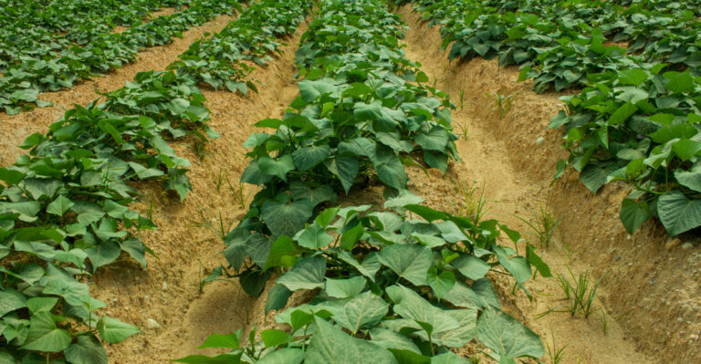 sweet potato