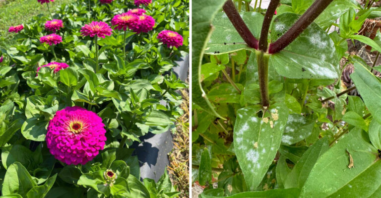The One Thing North Carolina Zinnias Need In August Or Powdery Mildew Will Take Them Out Before Fall