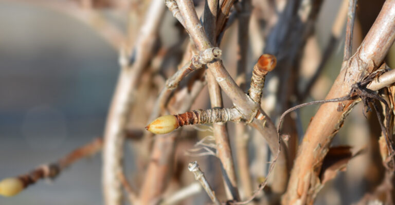 hydrangea bud
