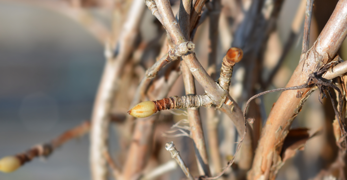 hydrangea bud