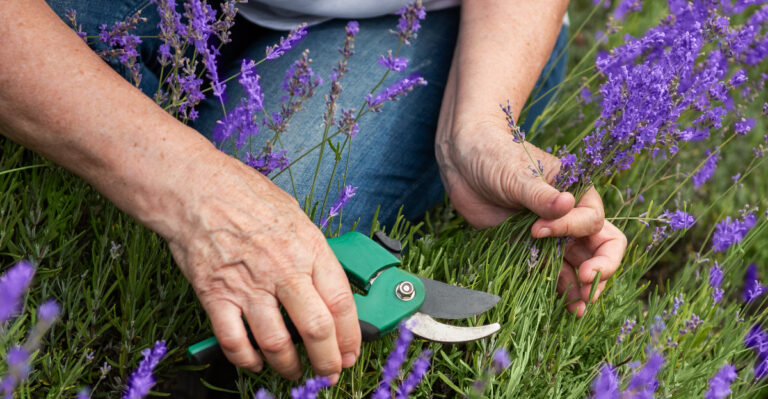 The One Thing Oregon Gardeners Should Do To Lavender After The First Big Summer Bloom