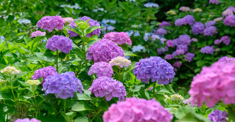 The One Thing Oregon Hydrangeas Need In August Or They Will Skip Blooming Next Spring
