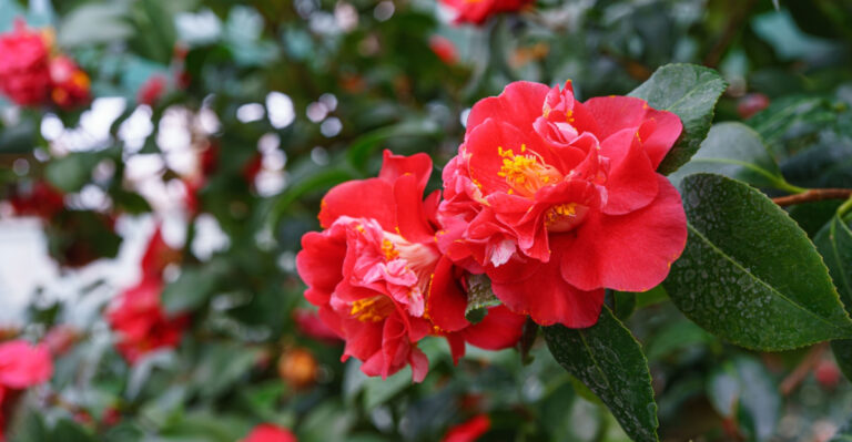 The One Thing Texas Camellia Shrubs Need Right Now To Set Up A Strong Fall And Winter Bloom