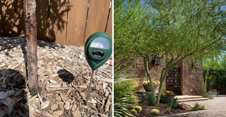 The One Thing That Decides If A New Tree Survives Its First Arizona Summer