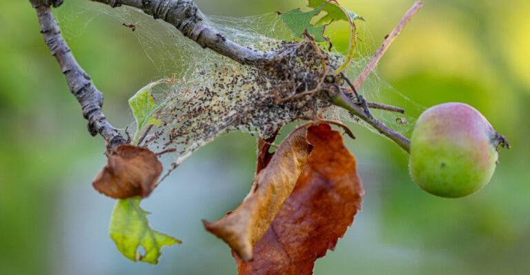 apple moth