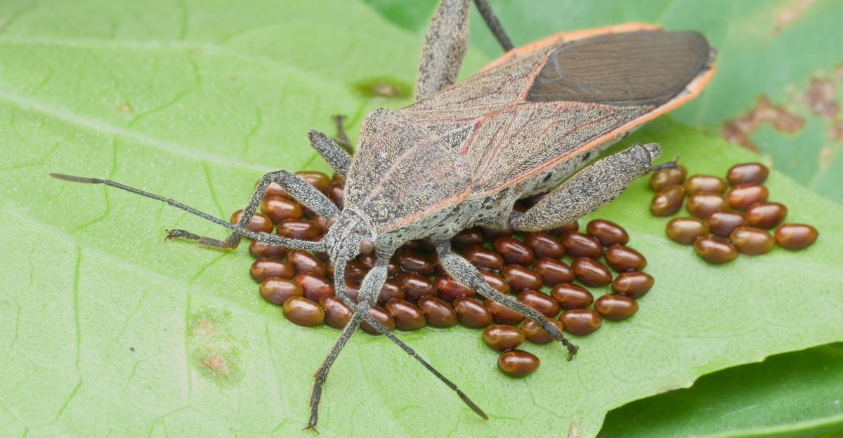 squash bug on eggs