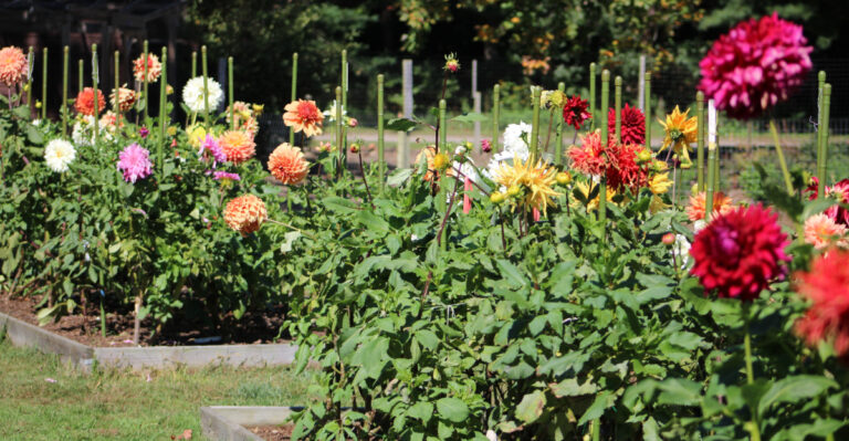 dahlia stakes