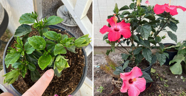 The One Thing You Must Do To North Carolina Hibiscus Before August Or Bud Drop Will Ruin The Bloom