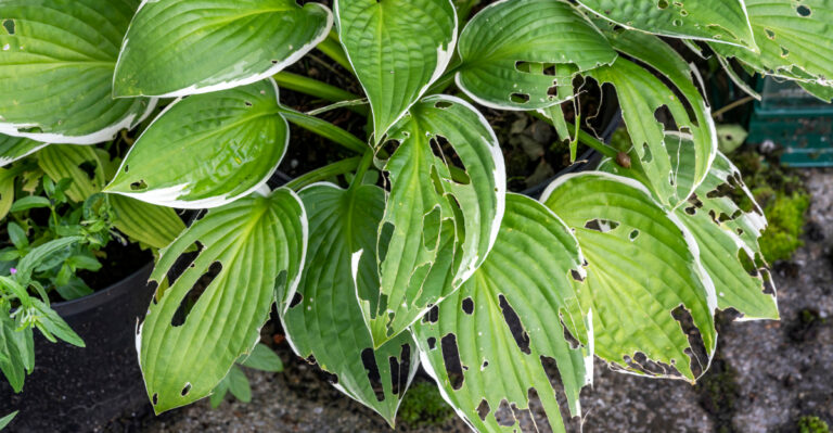 hosta slug damage