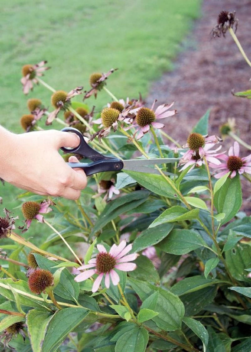 The One Thing You Must Do To Ohio Coneflowers In July Before Seed Heads Form The One Thing You Must Do To Ohio Coneflowers In July Before Seed Heads Form