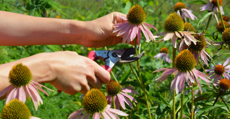 The One Thing You Must Do To Ohio Coneflowers In July Before Seed Heads Form