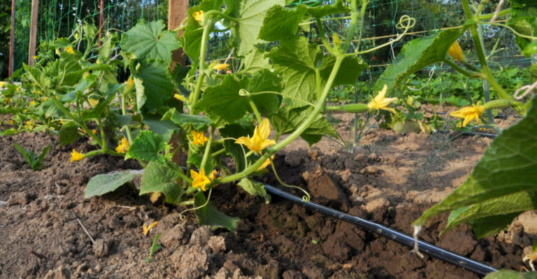 The One Thing You Must Do To Ohio Cucumbers In July For A Bigger Harvest
