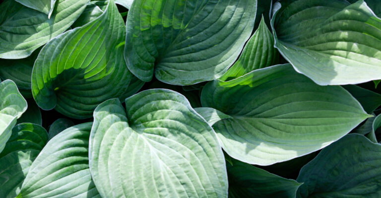 hosta