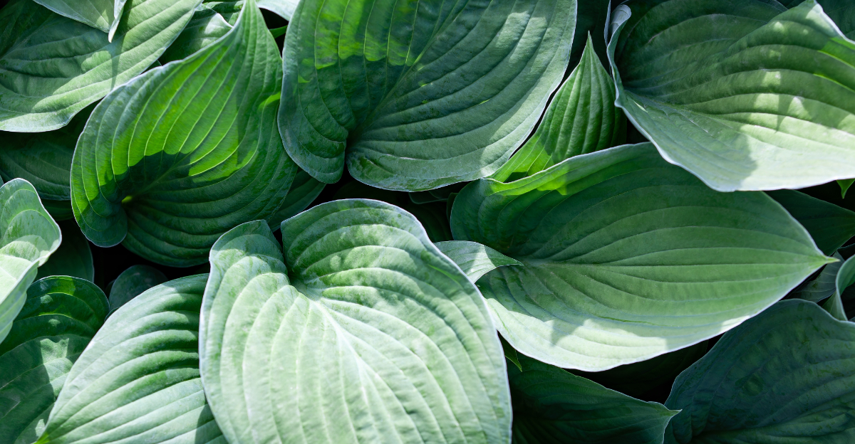 hosta