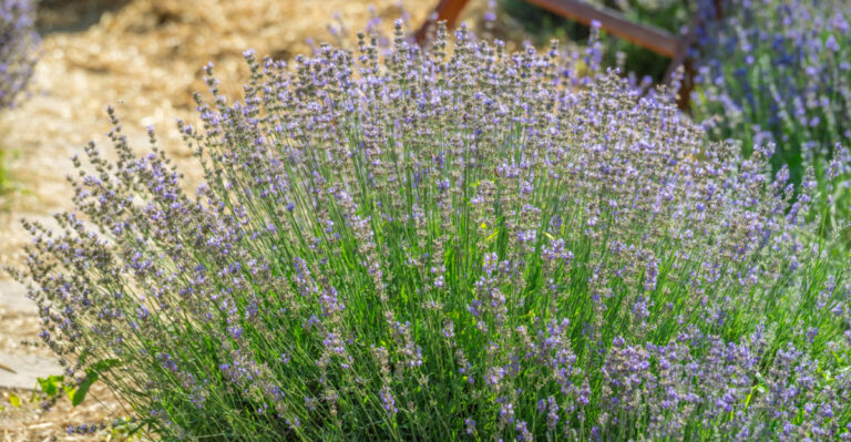 The One Thing You Must Do To Ohio Lavender In July Or It Won’t Survive The Humidity
