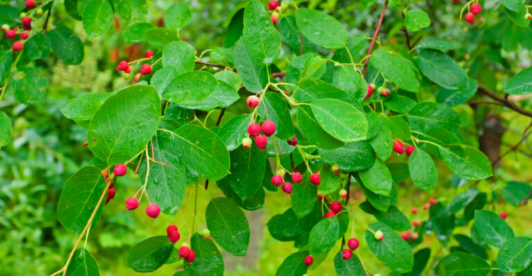 The One Thing You Must Do To Ohio Serviceberry After It Fruits
