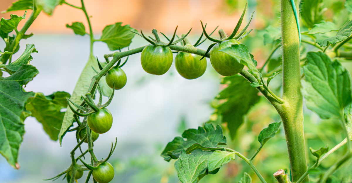 tomato fruit setting