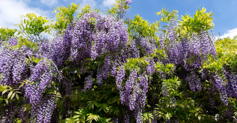 The One Thing You Must Do To Ohio Wisteria Or It Takes Over Everything