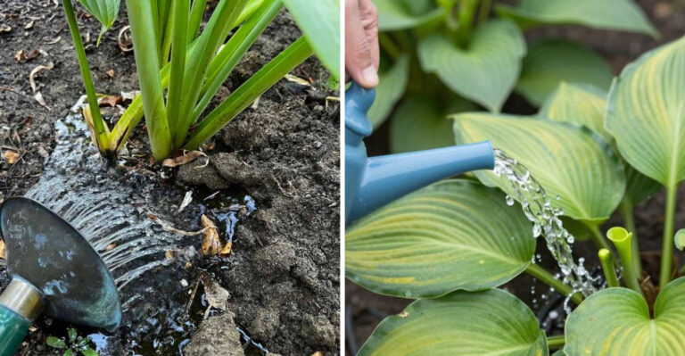 The One Thing You Must Do To Pennsylvania Hostas Right Now Before August Heat Arrives
