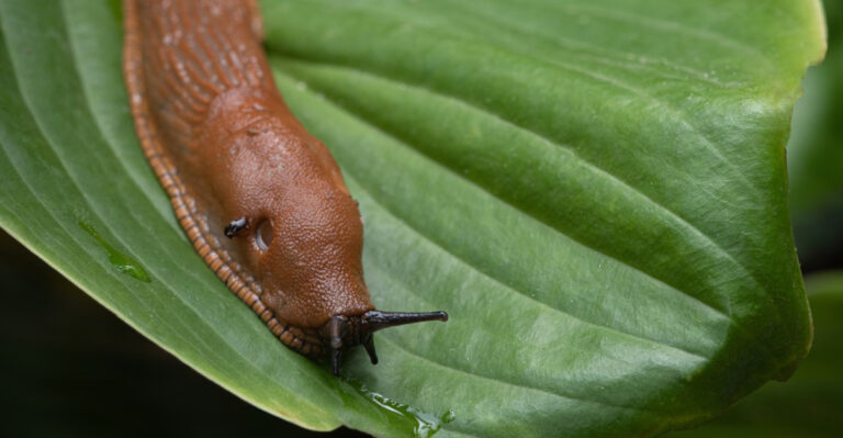 The One Mistake That’s Inviting Slugs To Your Tennessee Hostas