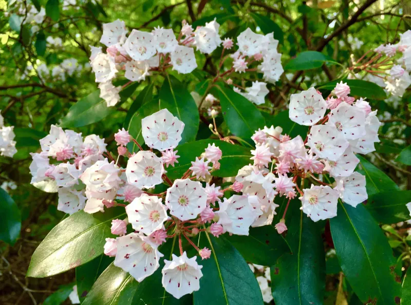 The One Timing Rule That Protects Next Year's Blooms The One Timing Rule That Protects Next Year's Blooms