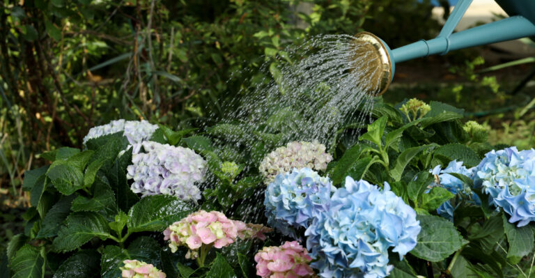 The One Watering Habit That Saves Oregon Hydrangeas During A Drought