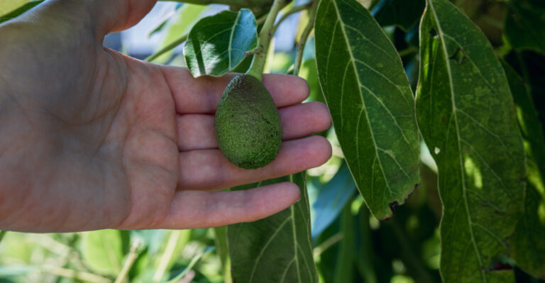 The One Watering Mistake Keeping Your California Avocado Harvest Small