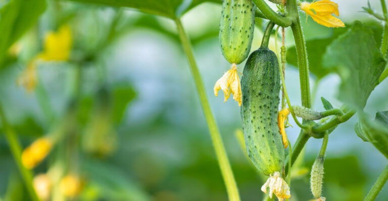 The One Watering Rule That Keeps Oregon Cucumbers Sweet All Summer