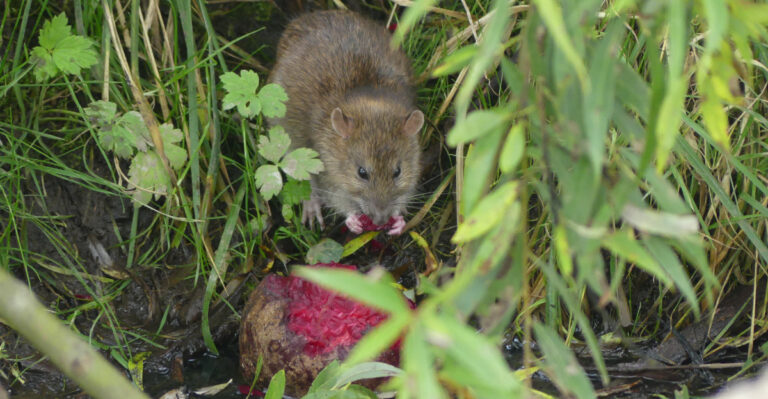 The One Yard Habit That’s Attracting Rats To California Homes Right Now