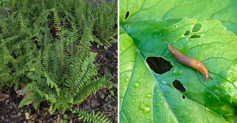 christmas fern and slug