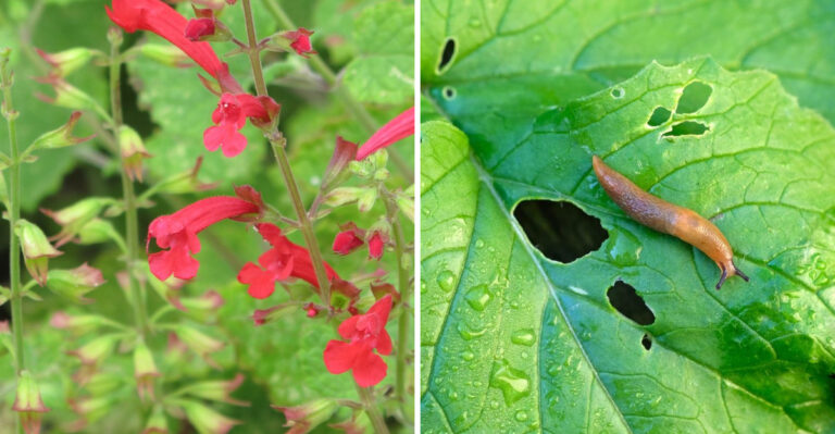 cedar sage and slug